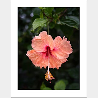 Hibiscus Posters and Art